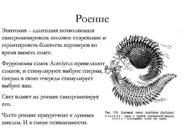 Роение Эпитокия – адаптация позволяющая синхронизировать половое созревание и гарантировать близость партнеров во время