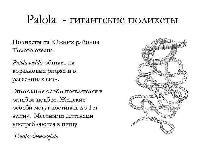 Palola - гигантские полихеты Полихеты из Южных районов Тихого океана. Palola viridis обитает на