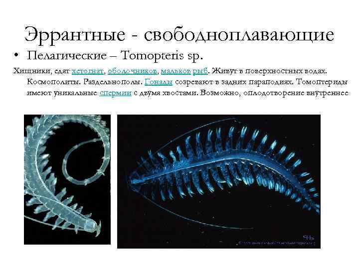 Эррантные - свободноплавающие • Пелагические – Tomopteris sp. Хищники, едят хетогнат, оболочников, мальков рыб.