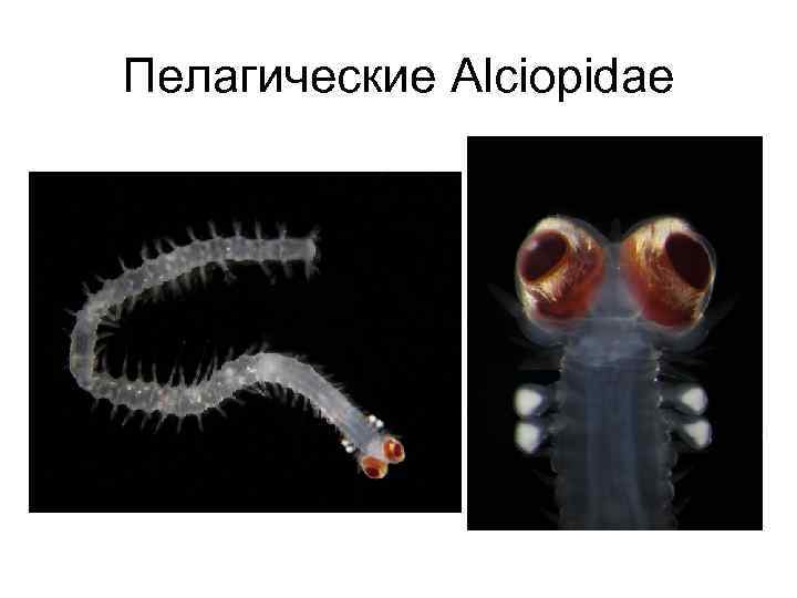 Пелагические Alciopidae 