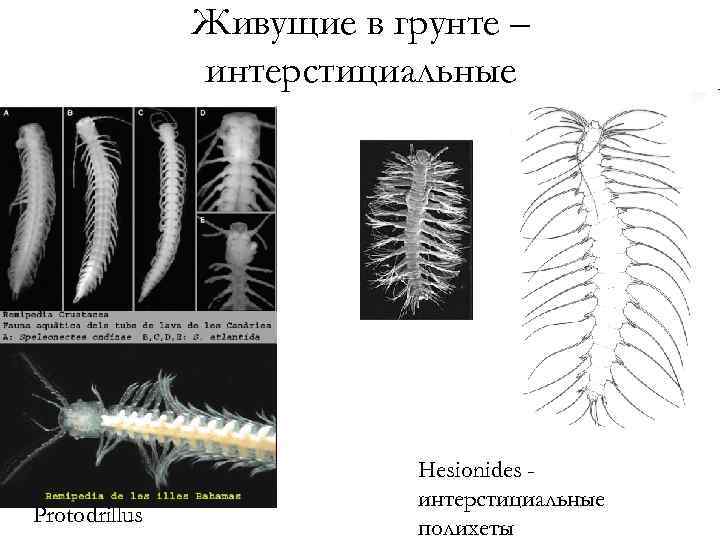 Живущие в грунте – интерстициальные Protodrillus Hesionides интерстициальные полихеты 