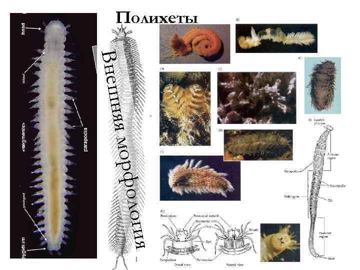 Полихеты Внешн ология яя морф 