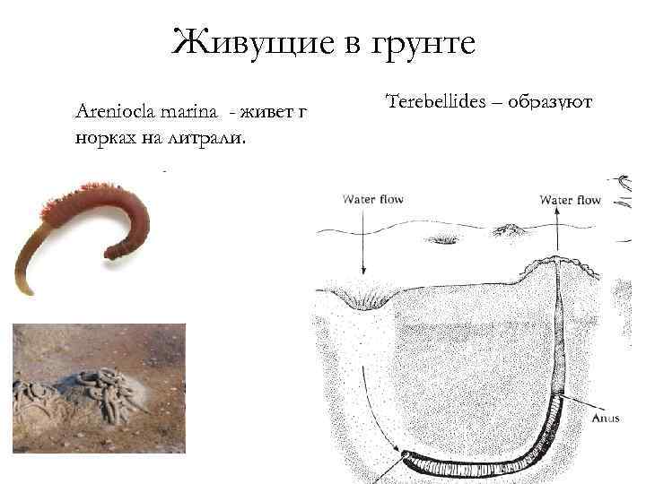 Живущие в грунте Areniocla marina - живет в норках на литрали. Terebellides – образуют