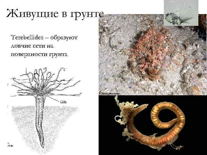 Живущие в грунте Terebellides – образуют ловчие сети на поверхности грунта 