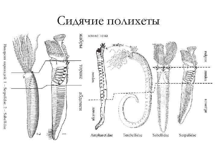 Сидячие полихеты 