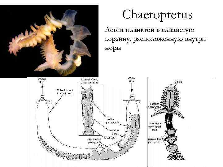 Chaetopterus Ловит планктон в слизистую корзину, расположенную внутри норы 