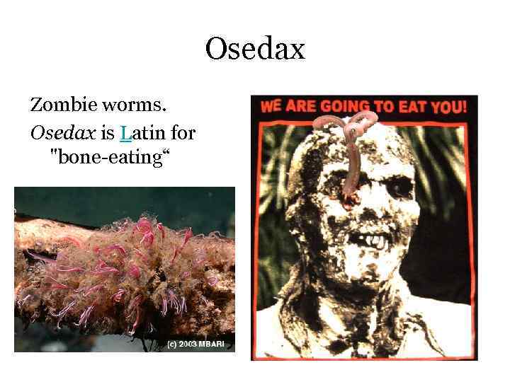 Osedax Zombie worms. Osedax is Latin for 