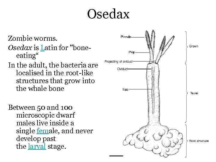 Osedax Zombie worms. Osedax is Latin for 