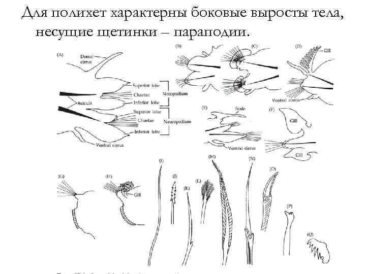 Для полихет характерны боковые выросты тела, несущие щетинки – параподии. 