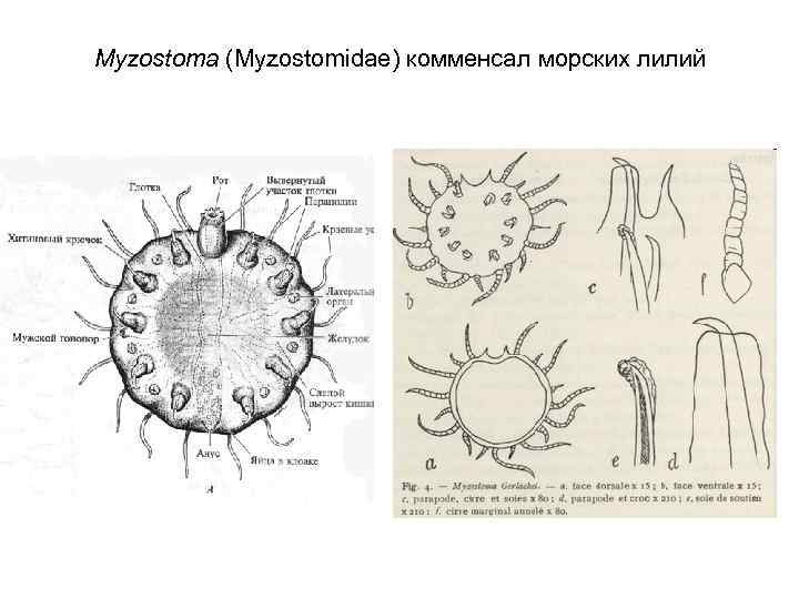 Myzostoma (Myzostomidae) комменсал морских лилий 