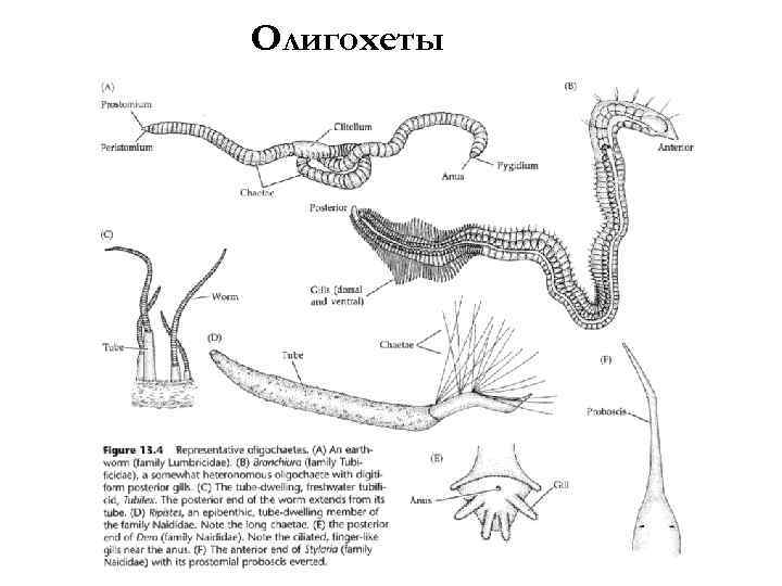 Олигохеты Внешн ология яя морф 