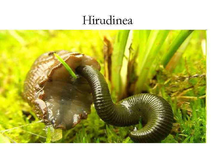 Hirudinea 