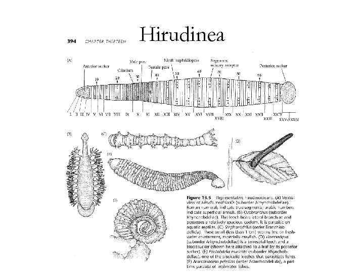 Hirudinea 