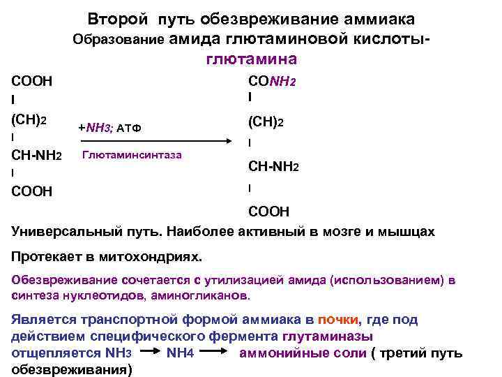 Второй путь обезвреживание аммиака Образование амида глютаминовой кислотыглютамина СООН СONH 2 I I (CH)2