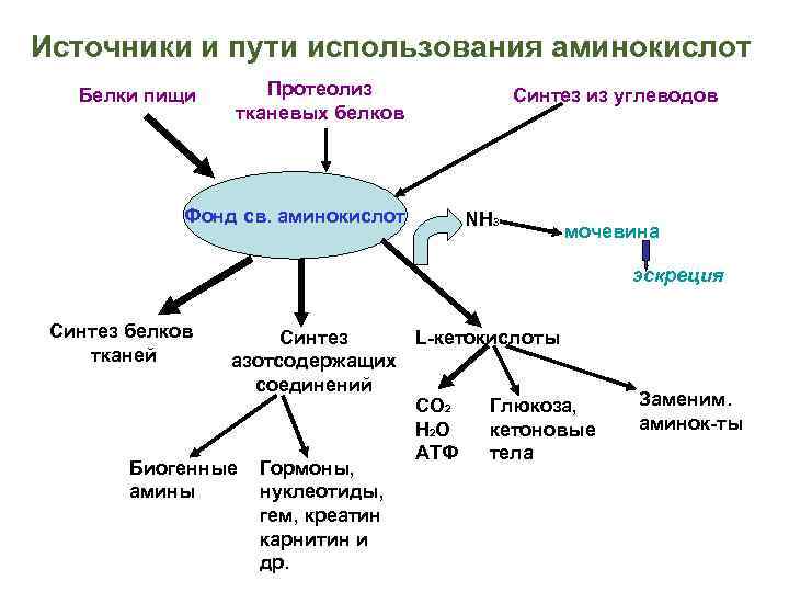 Источники и пути использования аминокислот Белки пищи Протеолиз тканевых белков Фонд св. аминокислот Синтез