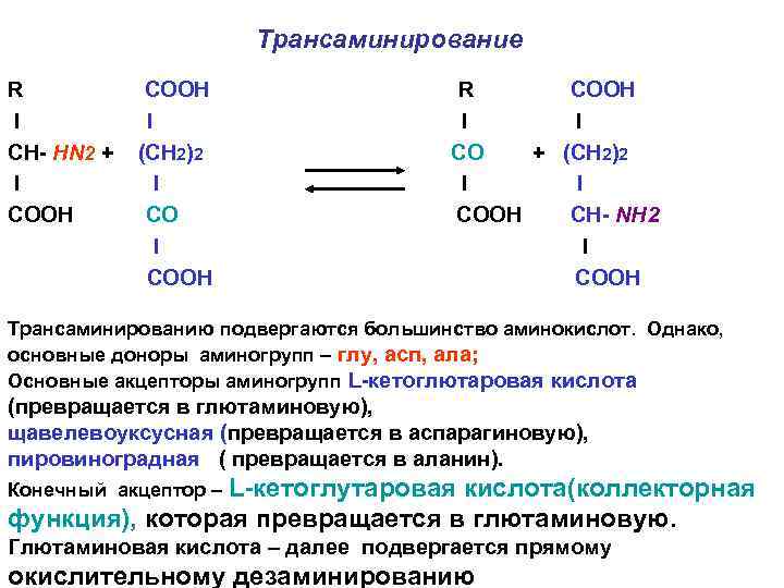 Трансаминирование R I СН- НN 2 + I CООН СООН I (СН 2)2 I