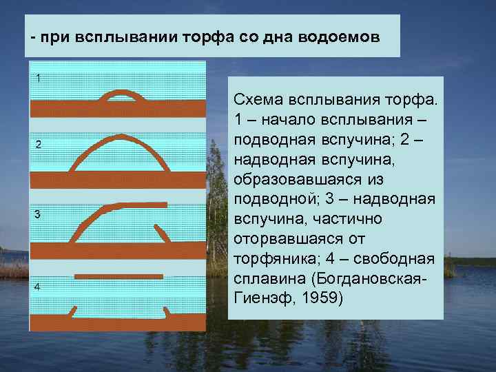 - при всплывании торфа со дна водоемов Схема всплывания торфа. 1 – начало всплывания