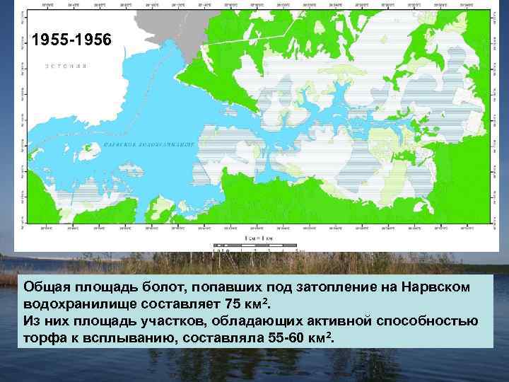 1955 -1956 Общая площадь болот, попавших под затопление на Нарвском водохранилище составляет 75 км