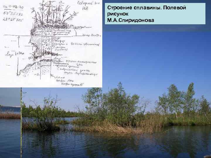 Строение сплавины. Полевой рисунок М. А. Спиридонова 