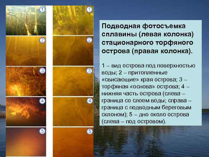 Подводная фотосъемка сплавины (левая колонка) стационарного торфяного острова (правая колонка). 1 – вид острова