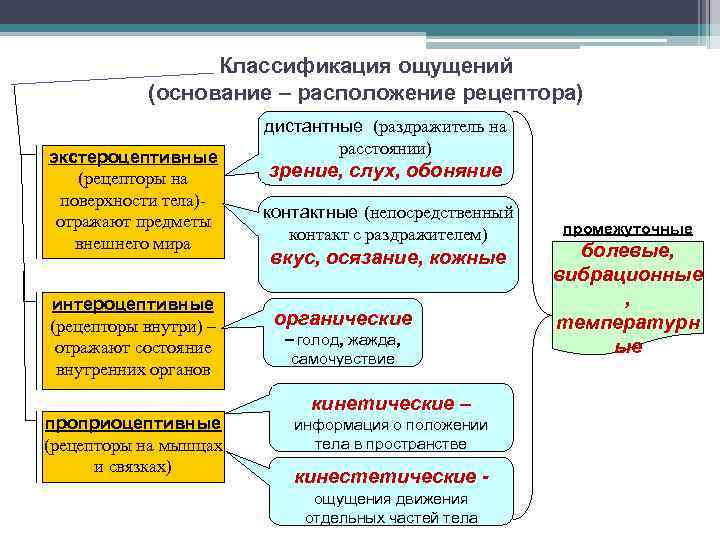 Классификация ощущений (основание – расположение рецептора) экстероцептивные (рецепторы на поверхности тела)отражают предметы внешнего мира