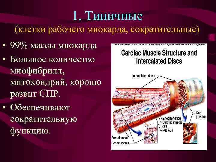 1. Типичные (клетки рабочего миокарда, сократительные) • 99% массы миокарда • Большое количество миофибрилл,