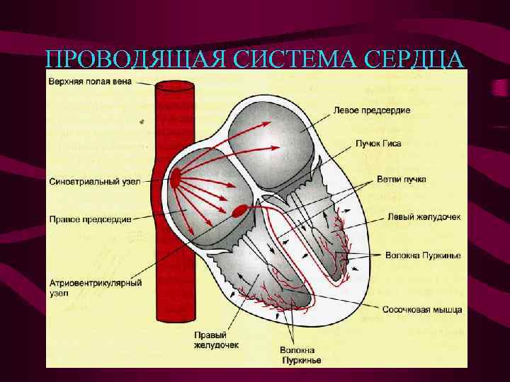 Проводящая система сердца презентация