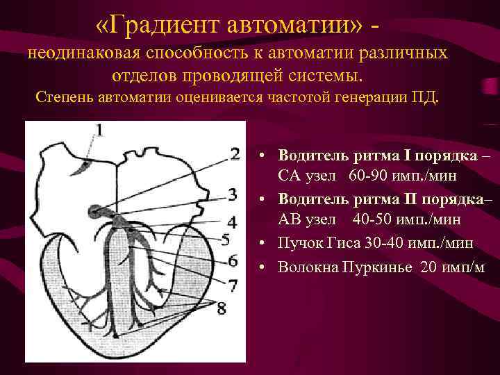 Механизм автоматии сердца презентация