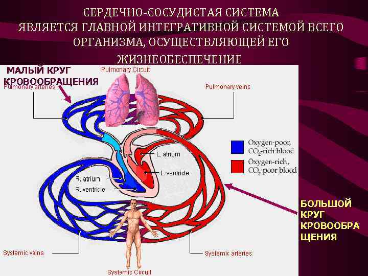 Роль кровообращения в организме. Сердечно сосудистая система большой и малый круг кровообращения. Общая схема сердечно сосудистой системы физиология. Сердечно-сосудистые система физиология сердца круга кровообращения. Микроциркуляция физиология сердечно.