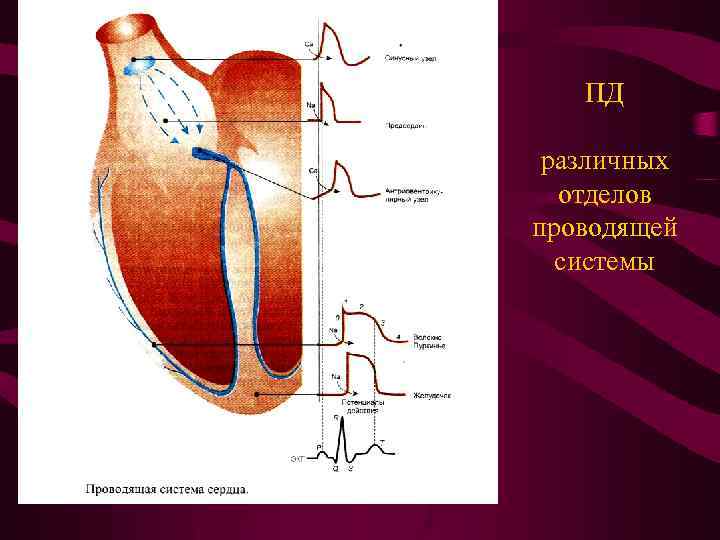 ПД различных отделов проводящей системы 