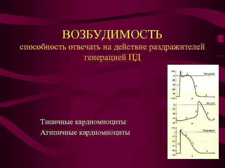 ВОЗБУДИМОСТЬ способность отвечать на действие раздражителей генерацией ПД Типичные кардиомиоциты Атипичные кардиомиоциты 