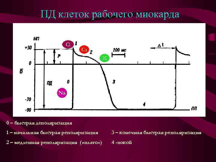 ПД клеток рабочего миокарда Cl Ca K Na 0 – быстрая деполяризация 1 –