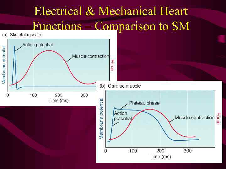 Electrical & Mechanical Heart Functions – Comparison to SM 