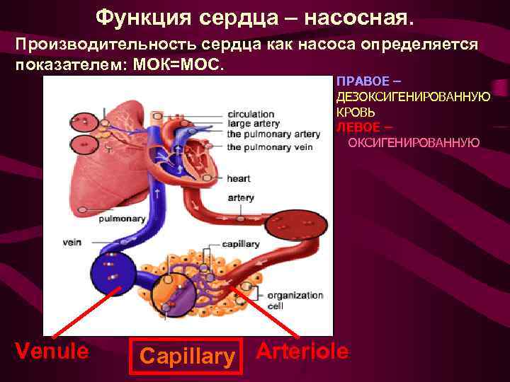 Физиология ссс