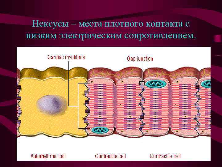 Нексусы – места плотного контакта с низким электрическим сопротивлением. 