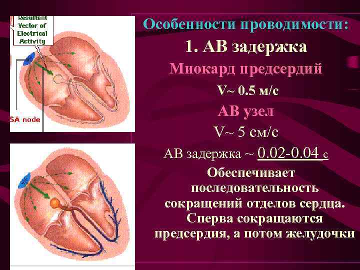 Особенности проводимости: 1. АВ задержка Миокард предсердий V~ 0. 5 м/с АВ узел V~