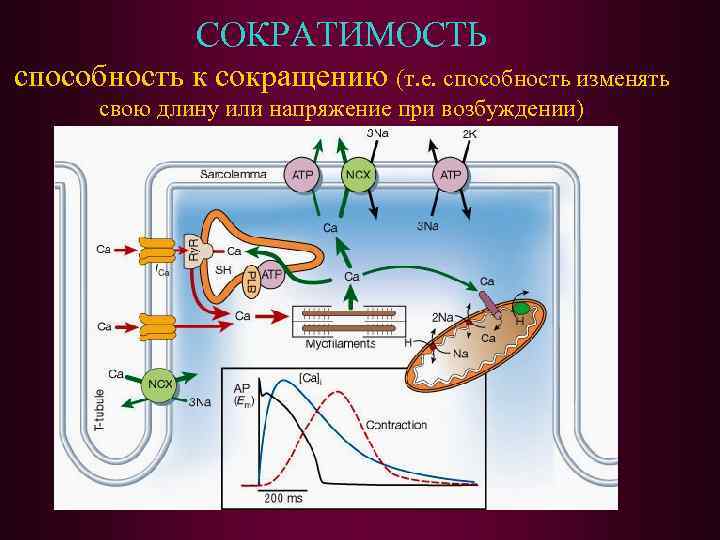 СОКРАТИМОСТЬ способность к сокращению (т. е. способность изменять свою длину или напряжение при возбуждении)