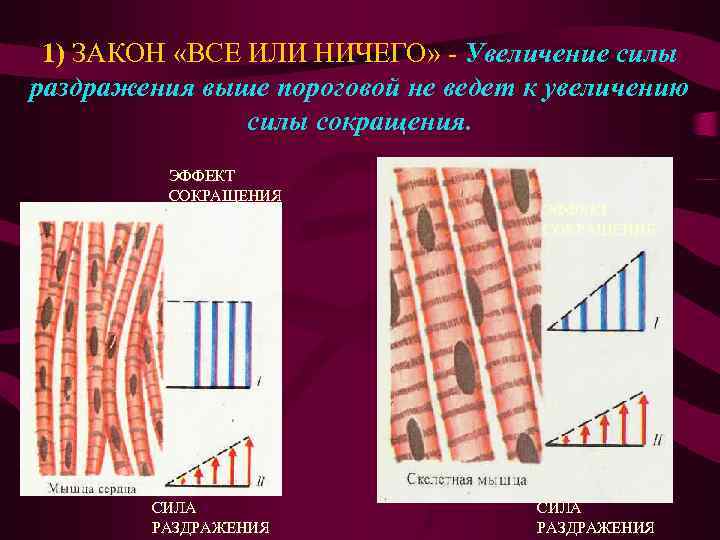 1) ЗАКОН «ВСЕ ИЛИ НИЧЕГО» - Увеличение силы раздражения выше пороговой не ведет к