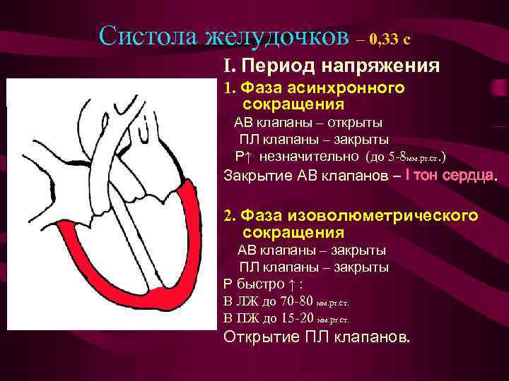 Систола желудочков – 0, 33 с I. Период напряжения 1. Фаза асинхронного сокращения АВ