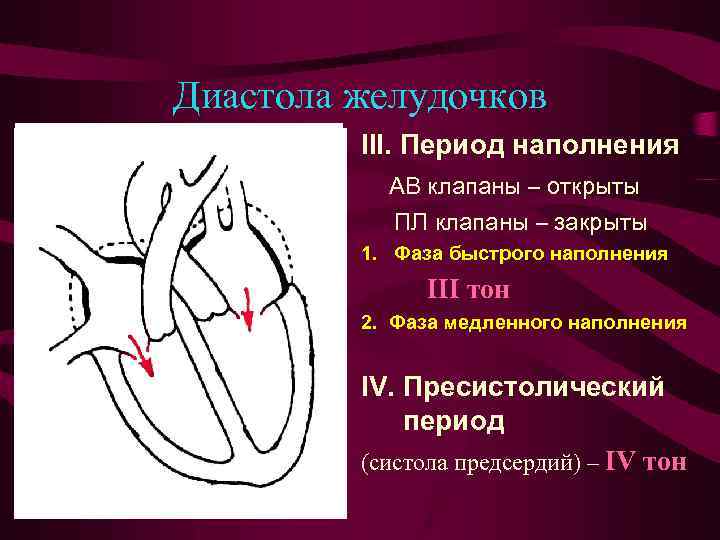 Диастола желудочков III. Период наполнения АВ клапаны – открыты ПЛ клапаны – закрыты 1.