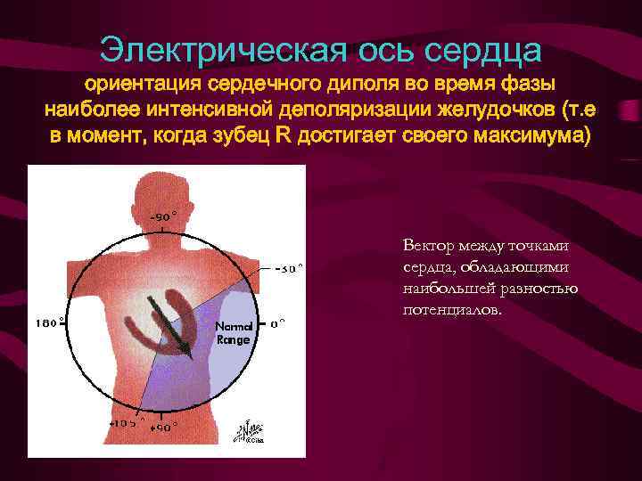 Электрическая ось сердца. Электрическая ось сердца физиология. Ось сердца на сердце. Ось электрическая электрическая сердца. Физиологическая ось сердца.