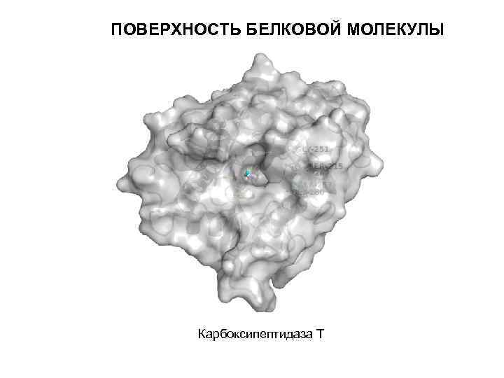 ПОВЕРХНОСТЬ БЕЛКОВОЙ МОЛЕКУЛЫ Карбоксипептидаза Т 