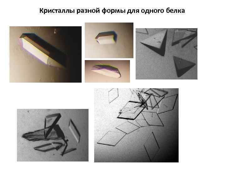 Кристаллы разной формы для одного белка 