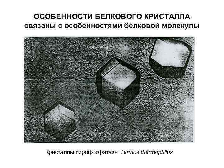 ОСОБЕННОСТИ БЕЛКОВОГО КРИСТАЛЛА связаны с особенностями белковой молекулы Кристаллы пирофосфатазы Тermus thermophilus 