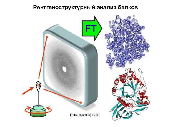 Рентгеноструктурный анализ белков 