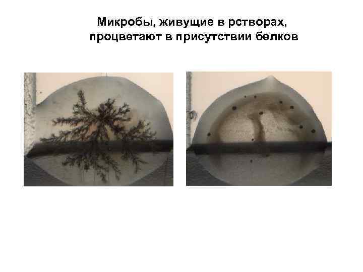 Микробы, живущие в рстворах, процветают в присутствии белков 