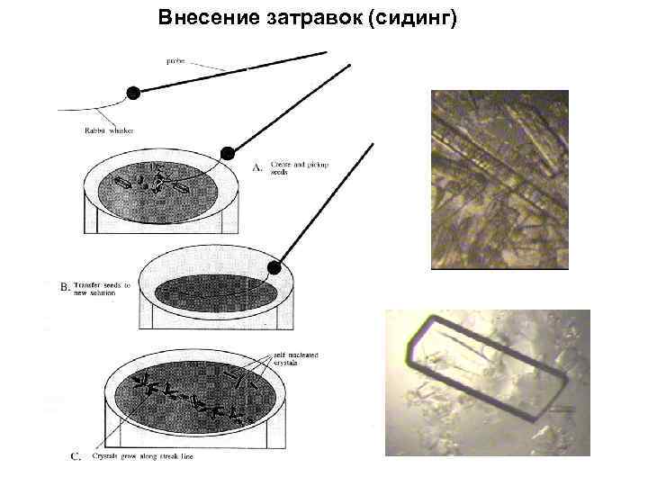 Внесение затравок (сидинг) 