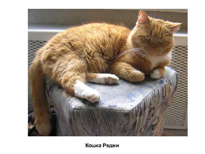 Кошка Реджи 