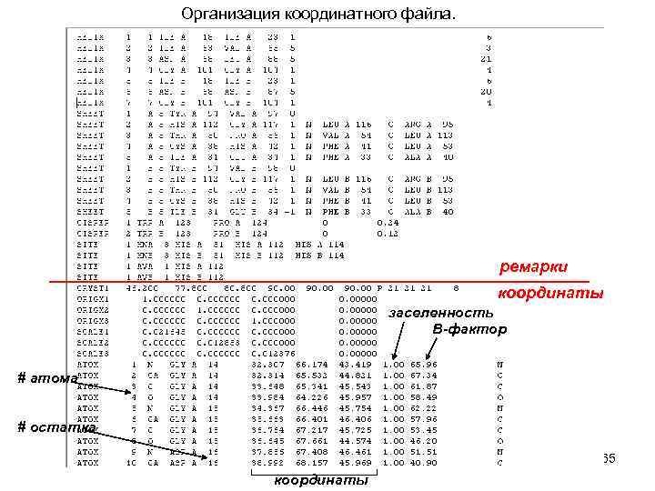 Организация координатного файла. ремарки координаты заселенность В-фактор # атома # остатка 65 координаты 