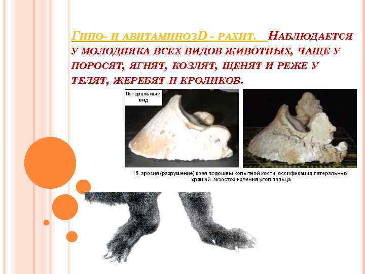 ГИПО- И АВИТАМИНОЗD - РАХИТ. НАБЛЮДАЕТСЯ У МОЛОДНЯКА ВСЕХ ВИДОВ ЖИВОТНЫХ, ЧАЩЕ У ПОРОСЯТ,